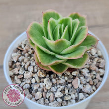 Load image into Gallery viewer, Echeveria &#39;Ice Rose&#39; Variegated - John &amp; Norma&#39;s Succulents Australia
