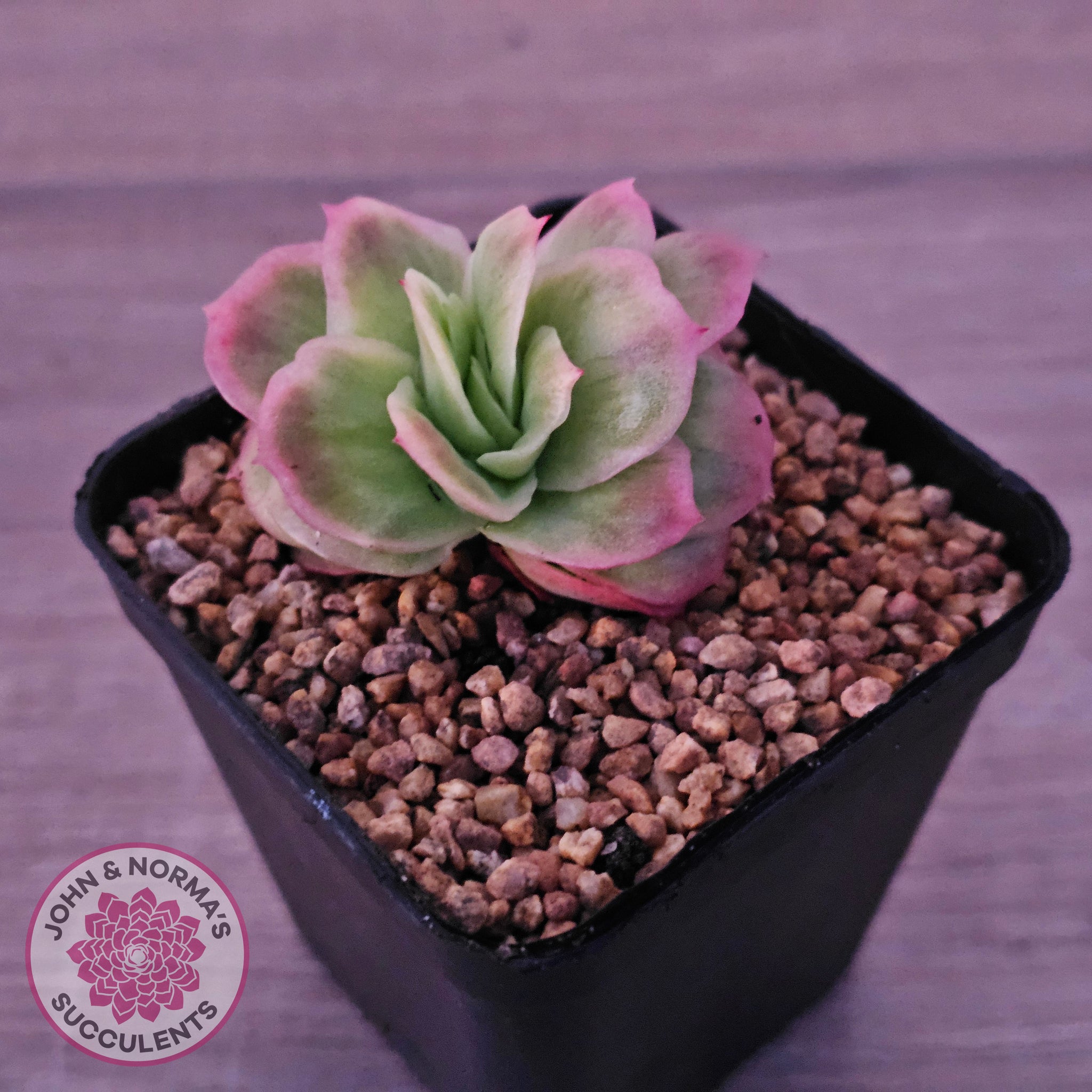 ice rose succulent Buy Echeveria 'Ice Rose' Variegated Australia