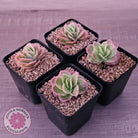 Echeveria 'Ice Rose' Variegated
