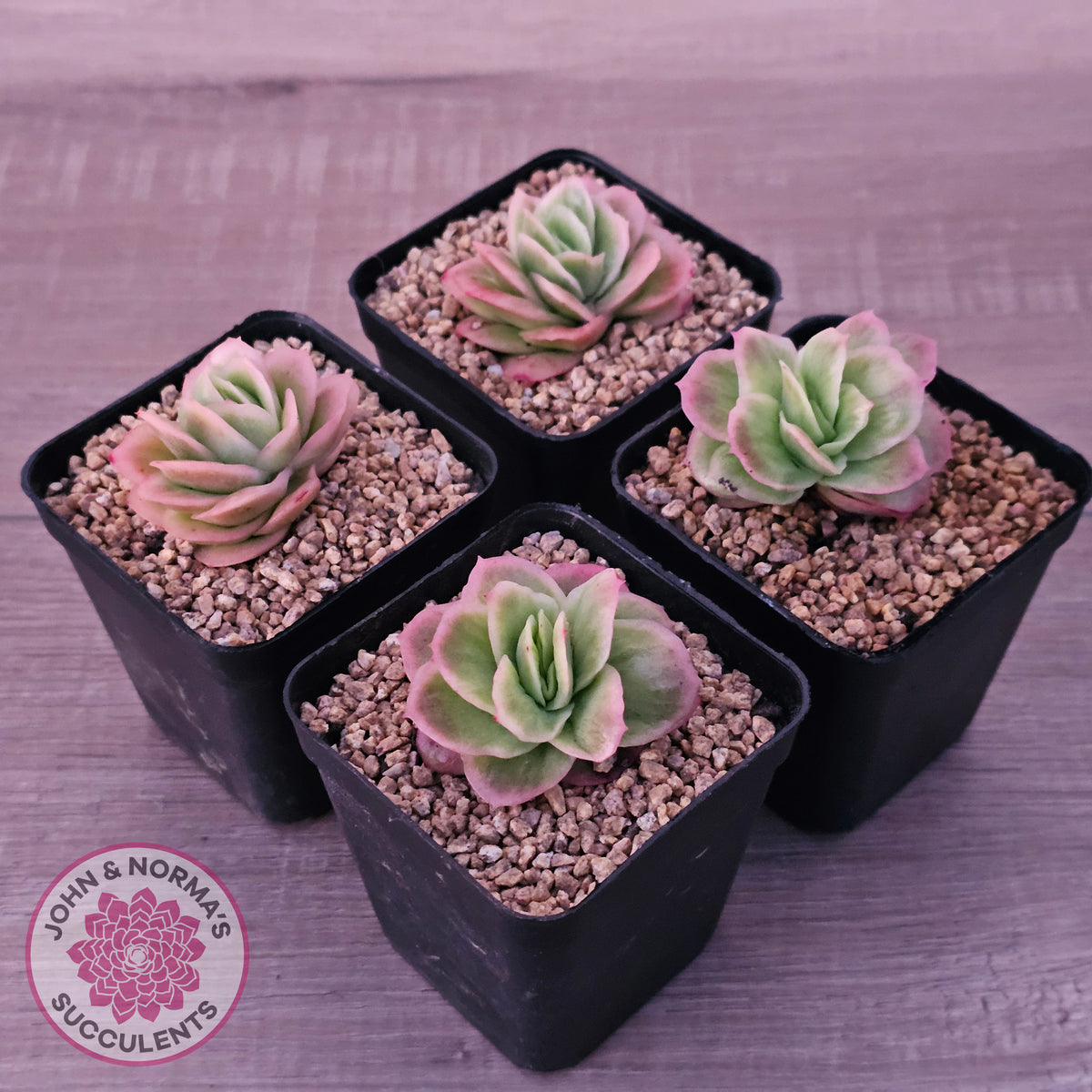 Echeveria 'Ice Rose' Variegated