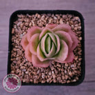 Echeveria 'Ice Rose' Variegated
