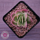Echeveria 'Ice Rose' Variegated
