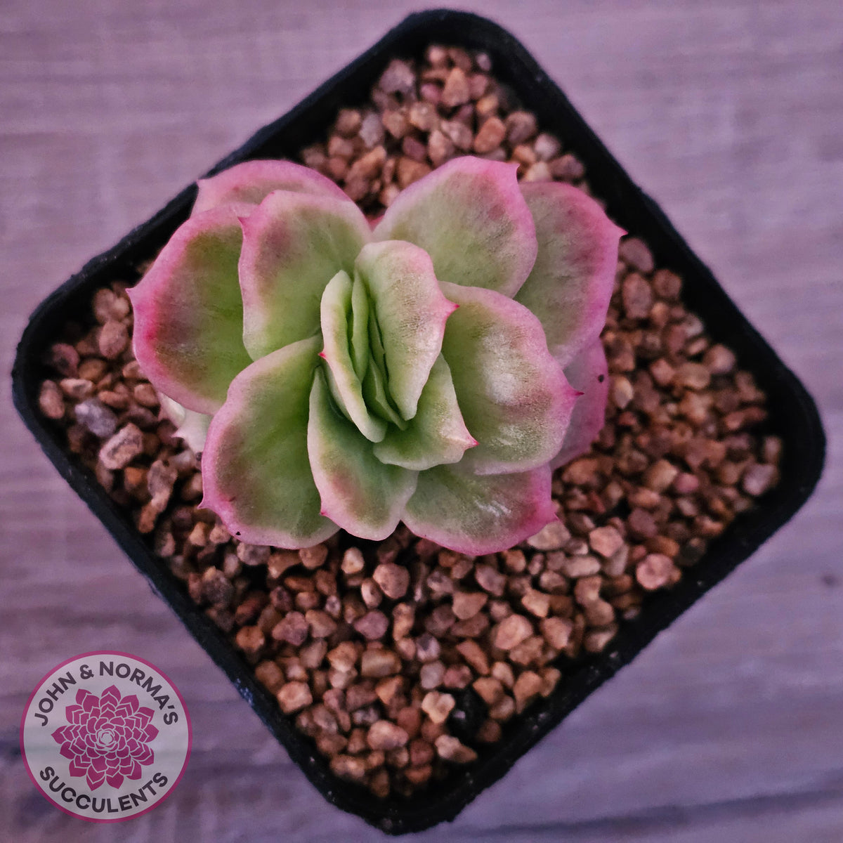 Echeveria 'Ice Rose' Variegated