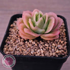 Echeveria 'Ice Rose' Variegated