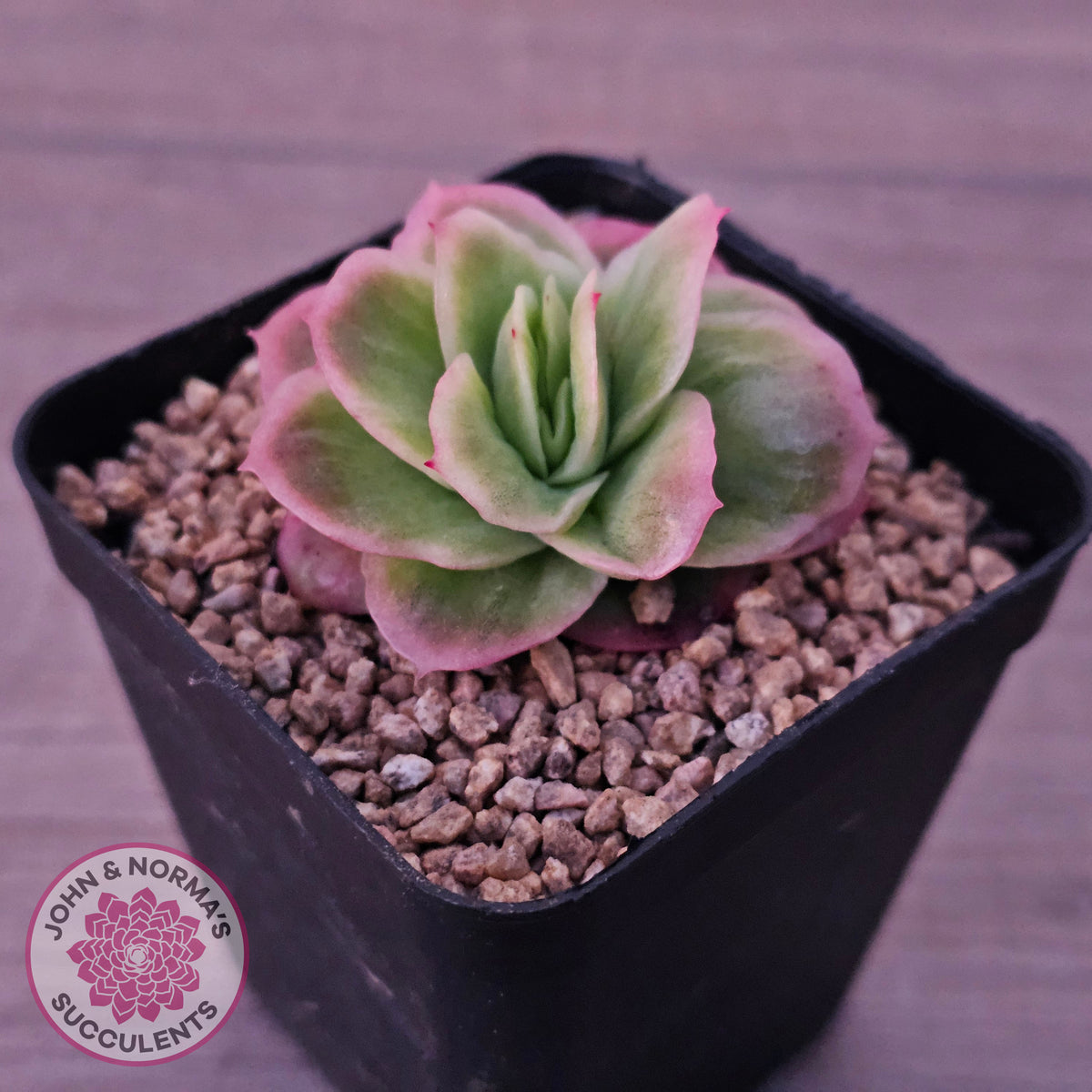 Echeveria 'Ice Rose' Variegated