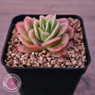Echeveria 'Ice Rose' Variegated