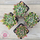 Echeveria 'Iceberg Queen'