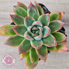 Echeveria 'Iceberg Queen'