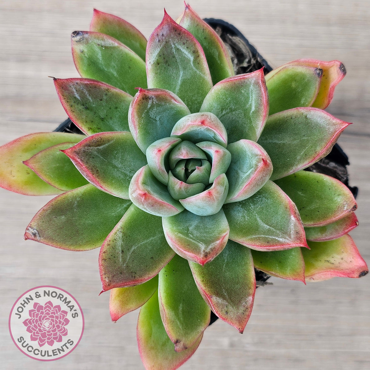 Echeveria 'Iceberg Queen'