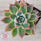 Echeveria 'Iceberg Queen'
