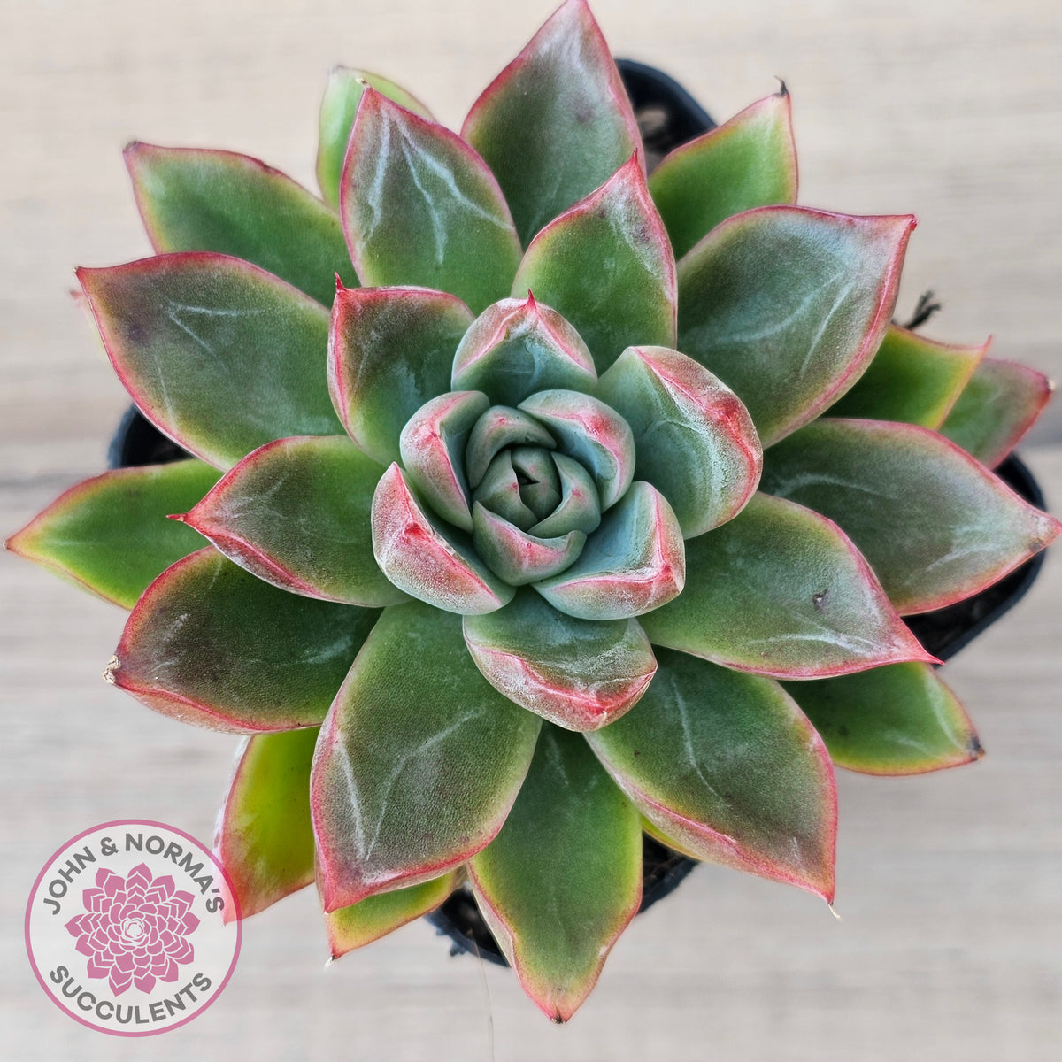 Echeveria 'Iceberg Queen'