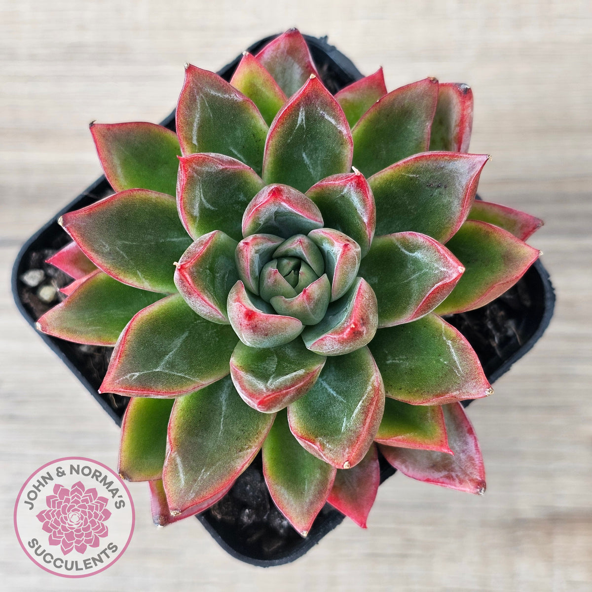 Echeveria 'Iceberg Queen'