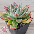 Echeveria 'Iceberg Queen'