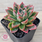 Echeveria 'Iceberg Queen'