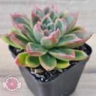Echeveria 'Iceberg Queen'