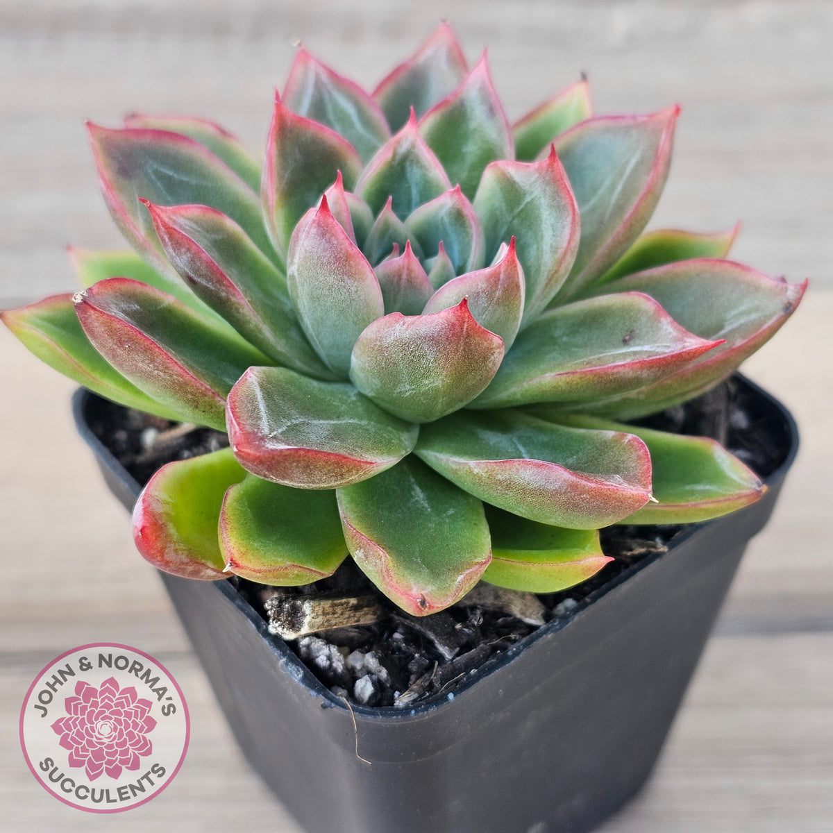 Echeveria 'Iceberg Queen'