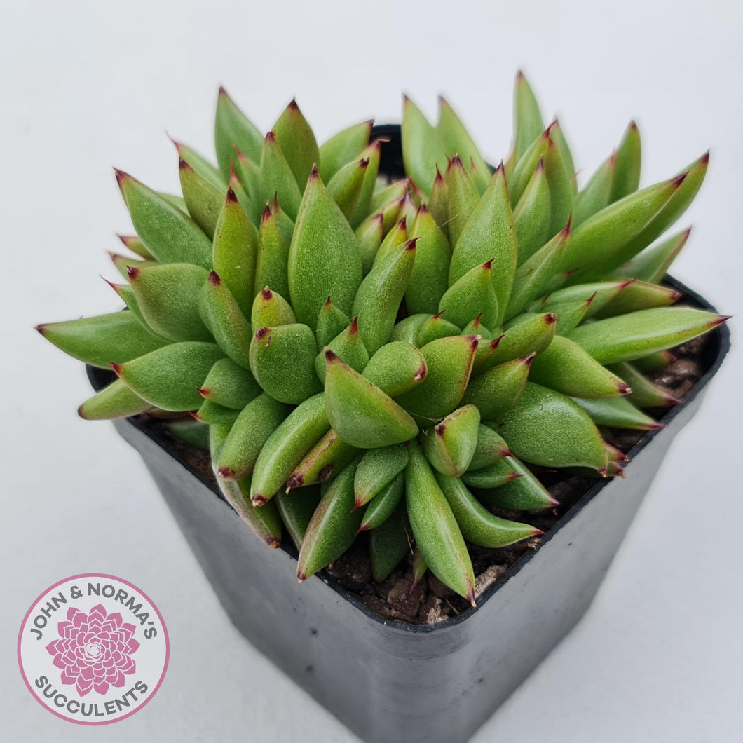 Echeveria agavoides 'Ike Soul' Crest - John & Norma's Succulents Australia