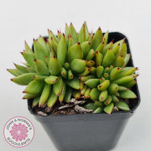 Load image into Gallery viewer, Echeveria agavoides &#39;Ike Soul&#39; Crest - John &amp; Norma&#39;s Succulents Australia
