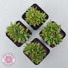 Echeveria agavoides 'Ike Soul' Crest