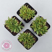 Load image into Gallery viewer, Echeveria agavoides &#39;Ike Soul&#39; Crest - John &amp; Norma&#39;s Succulents Australia
