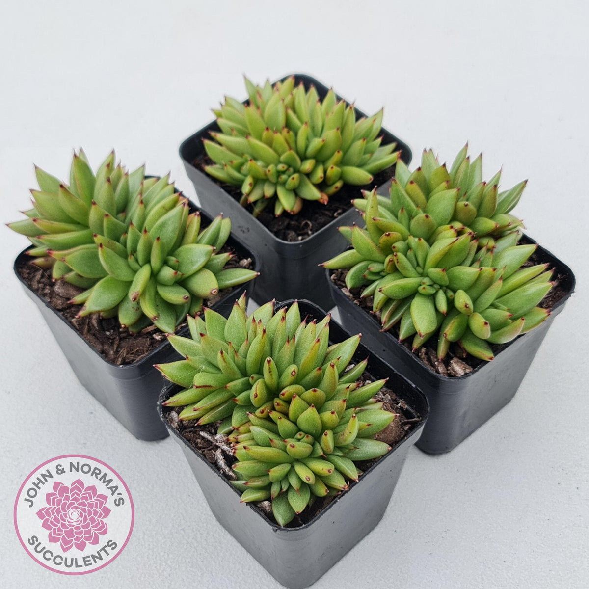 Echeveria agavoides 'Ike Soul' Crest
