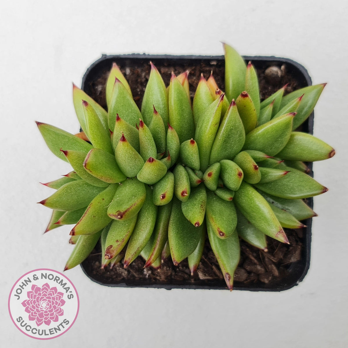 Echeveria agavoides 'Ike Soul' Crest