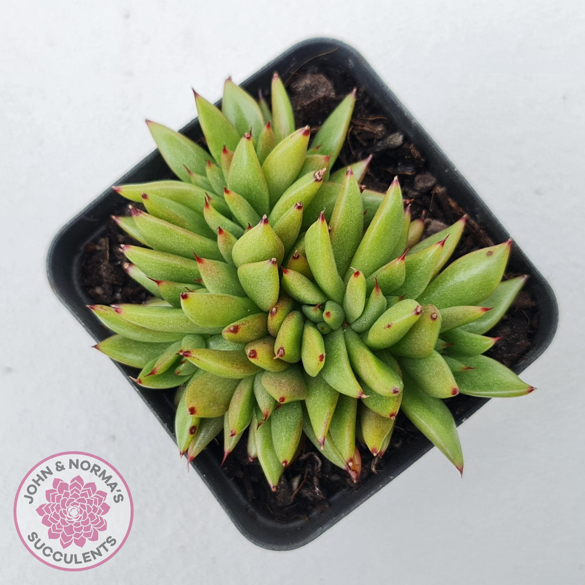 Echeveria agavoides 'Ike Soul' Crest