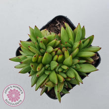 Load image into Gallery viewer, Echeveria agavoides &#39;Ike Soul&#39; Crest - John &amp; Norma&#39;s Succulents Australia
