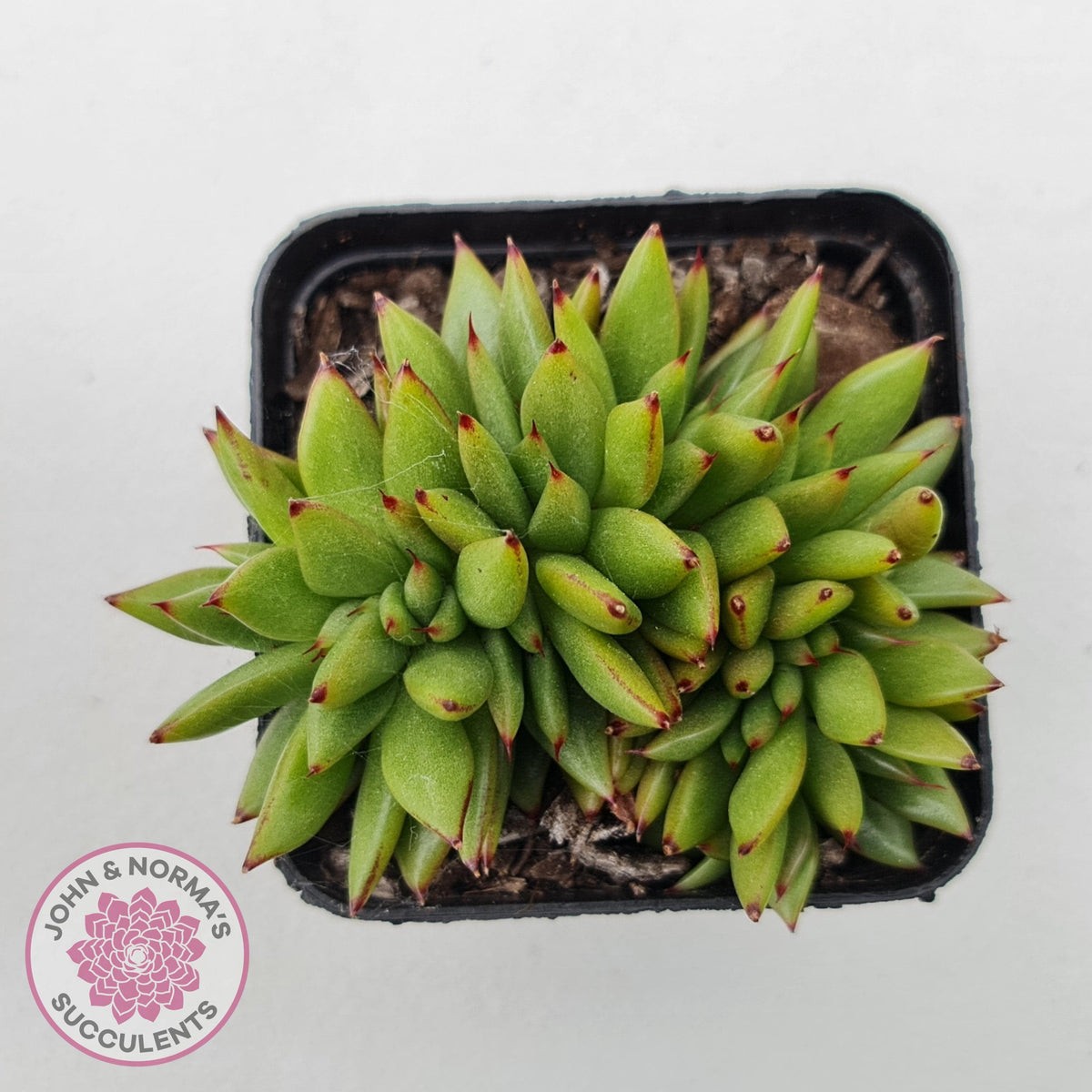 Echeveria agavoides 'Ike Soul' Crest