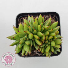 Load image into Gallery viewer, Echeveria agavoides &#39;Ike Soul&#39; Crest - John &amp; Norma&#39;s Succulents Australia
