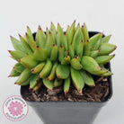 Echeveria agavoides 'Ike Soul' Crest