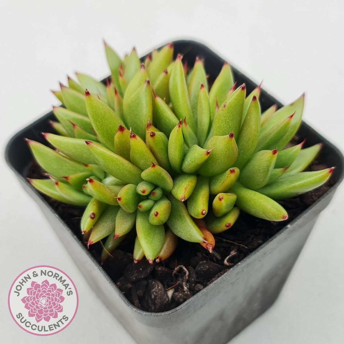 Echeveria agavoides 'Ike Soul' Crest