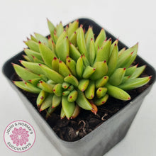 Load image into Gallery viewer, Echeveria agavoides &#39;Ike Soul&#39; Crest - John &amp; Norma&#39;s Succulents Australia
