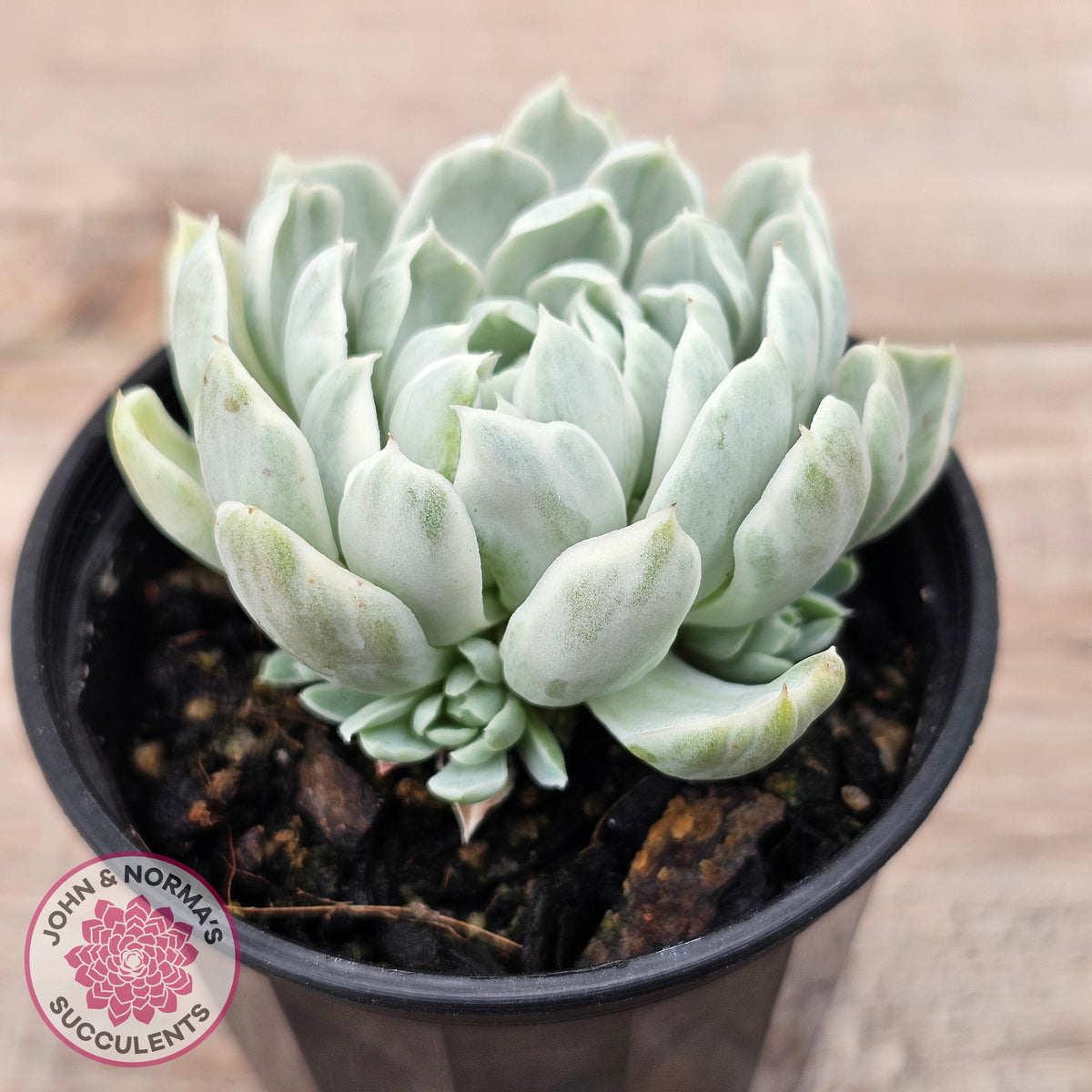 Echeveria 'Iria' Variegated (w pups)