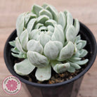 Echeveria 'Iria' Variegated (w pups)