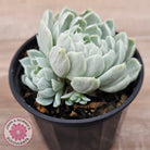 Echeveria 'Iria' Variegated (w pups)