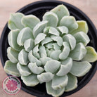 Echeveria 'Iria' Variegated (w pups)