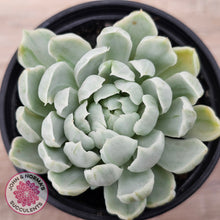 Load image into Gallery viewer, Echeveria 'Iria' Variegated (w pups)
