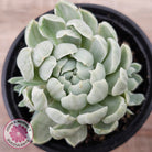Echeveria 'Iria' Variegated (w pups)