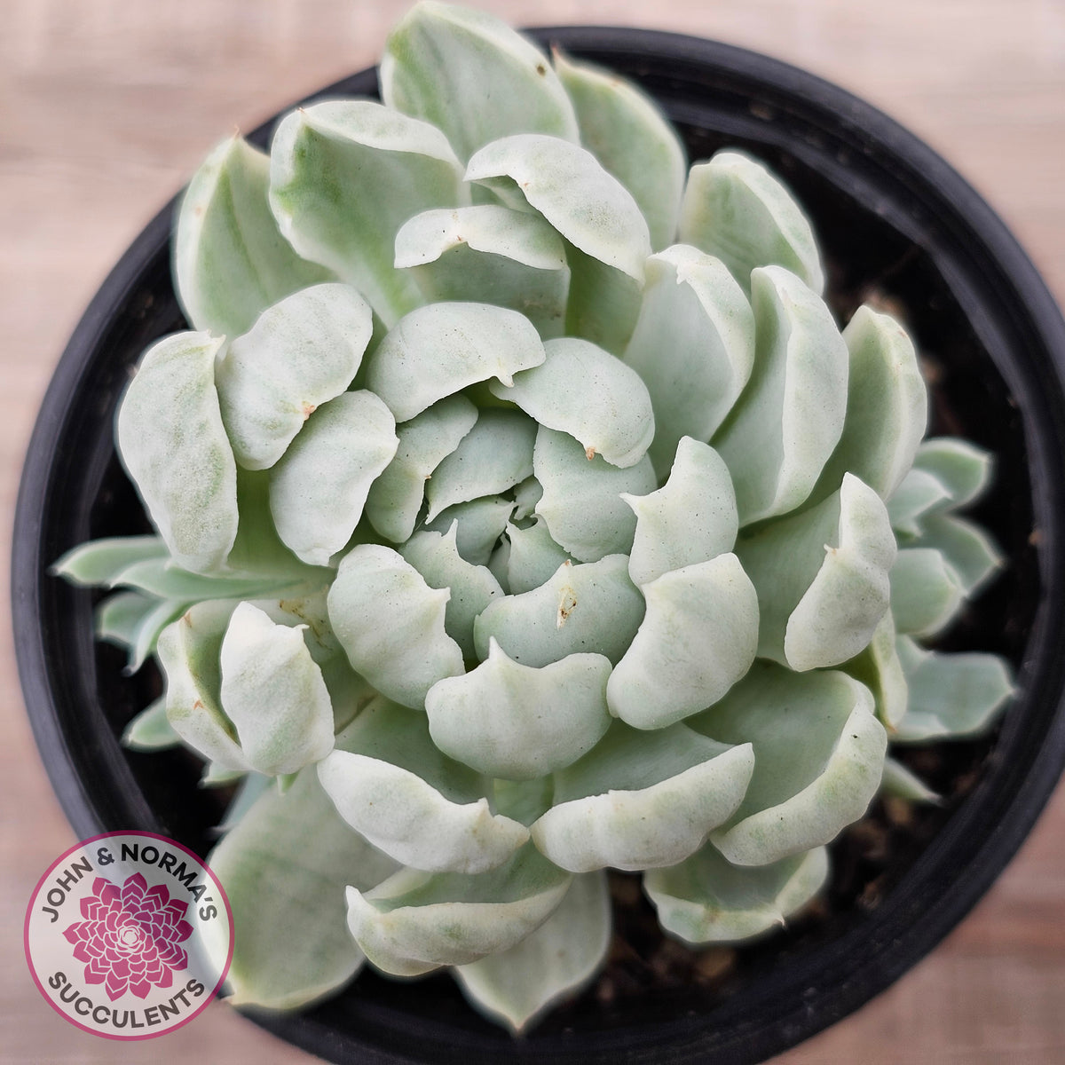 Echeveria 'Iria' Variegated (w pups)