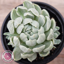 Load image into Gallery viewer, Echeveria 'Iria' Variegated (w pups)
