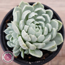 Load image into Gallery viewer, Echeveria 'Iria' Variegated (w pups)
