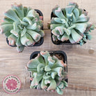 Echeveria 'Irish Mint' Monstrose