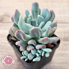 Load image into Gallery viewer, Echeveria 'Irish Mint' Monstrose

