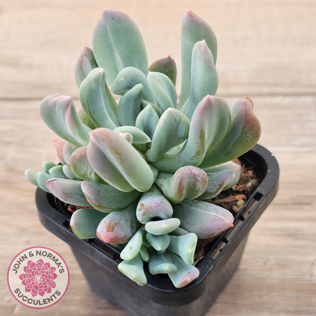 Echeveria 'Irish Mint' Monstrose
