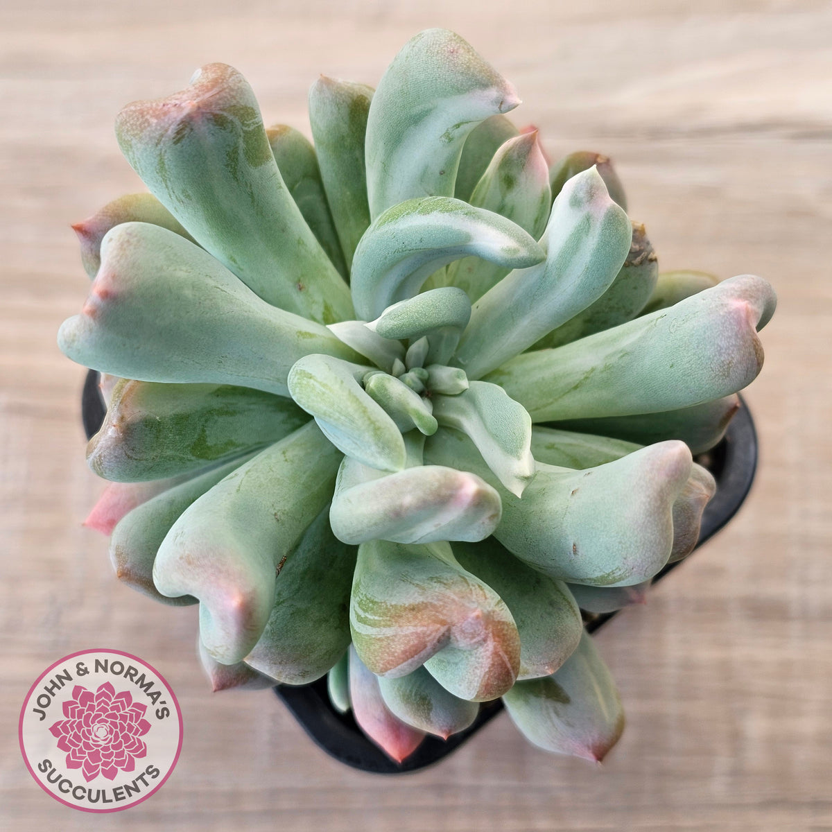Echeveria 'Irish Mint' Monstrose