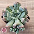 Echeveria 'Irish Mint' Monstrose