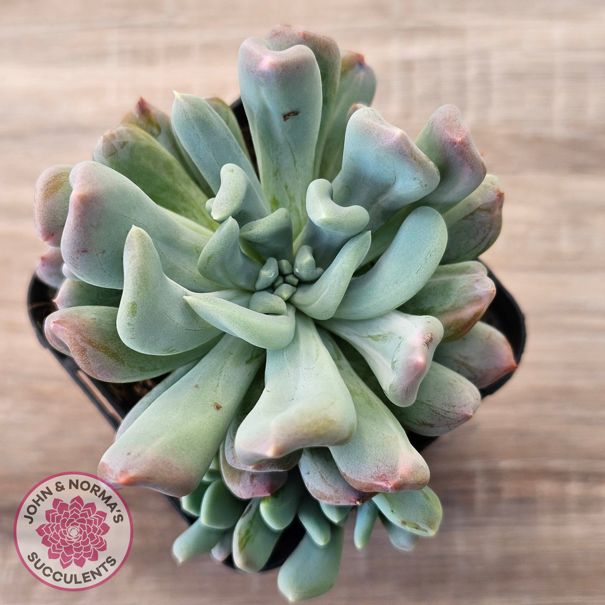 Echeveria 'Irish Mint' Monstrose