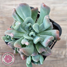 Echeveria 'Irish Mint' Monstrose