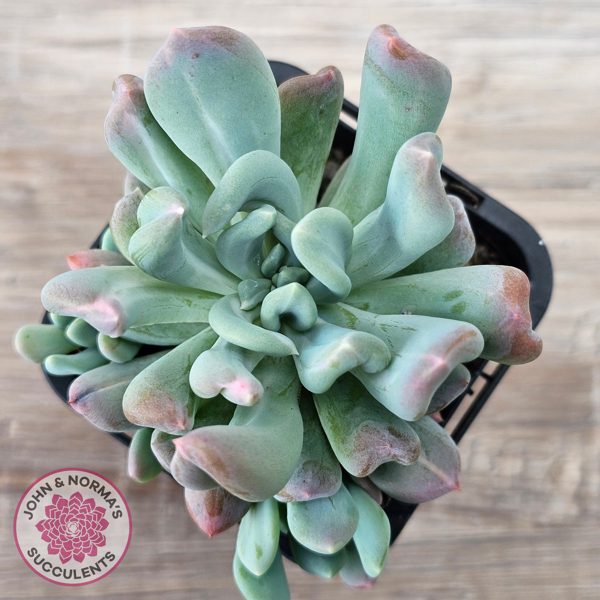 Echeveria 'Irish Mint' Monstrose